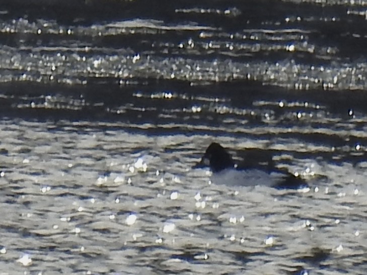 Common Goldeneye - ML647088606