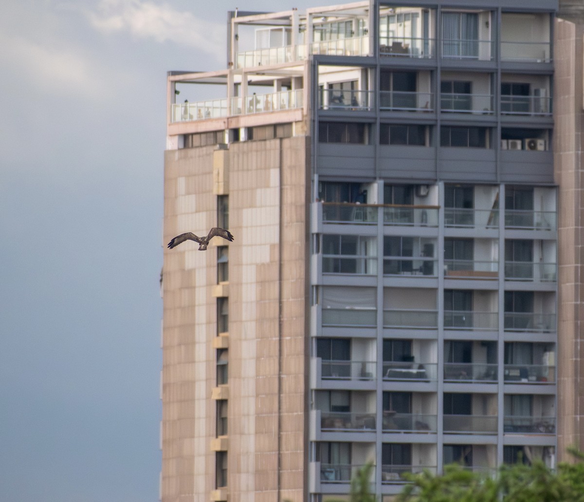 Common Buzzard (Western) - ML647088613