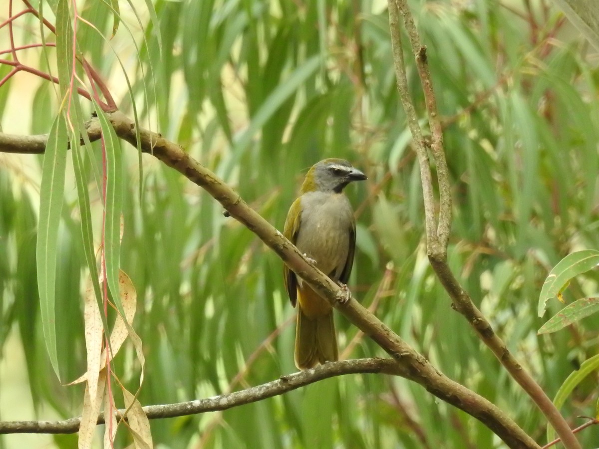 Buff-throated Saltator - ML647088617