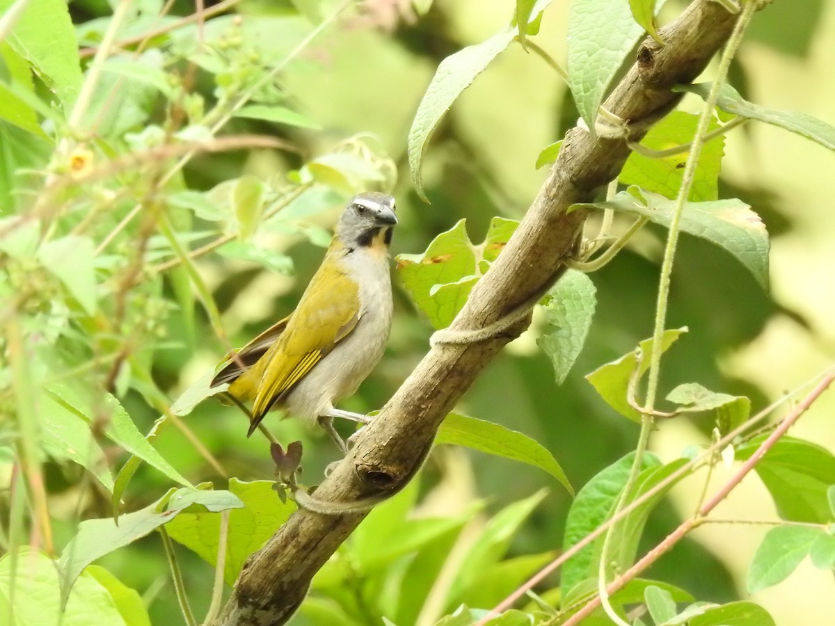 Buff-throated Saltator - ML647088618