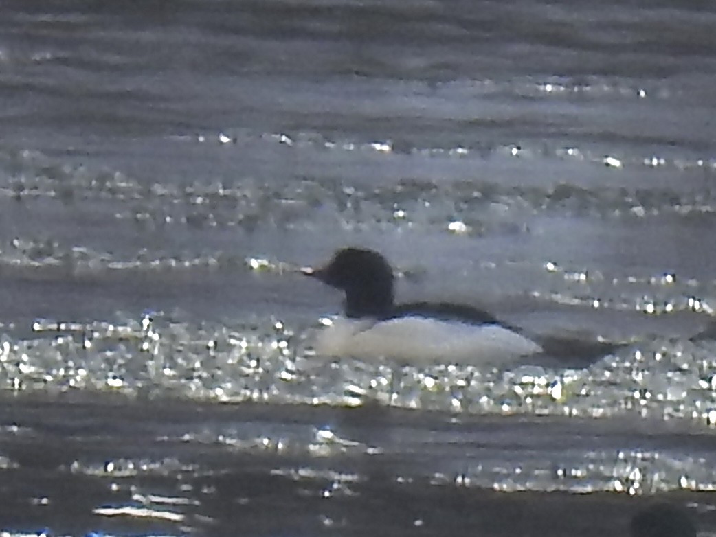 Common Merganser - ML647088619