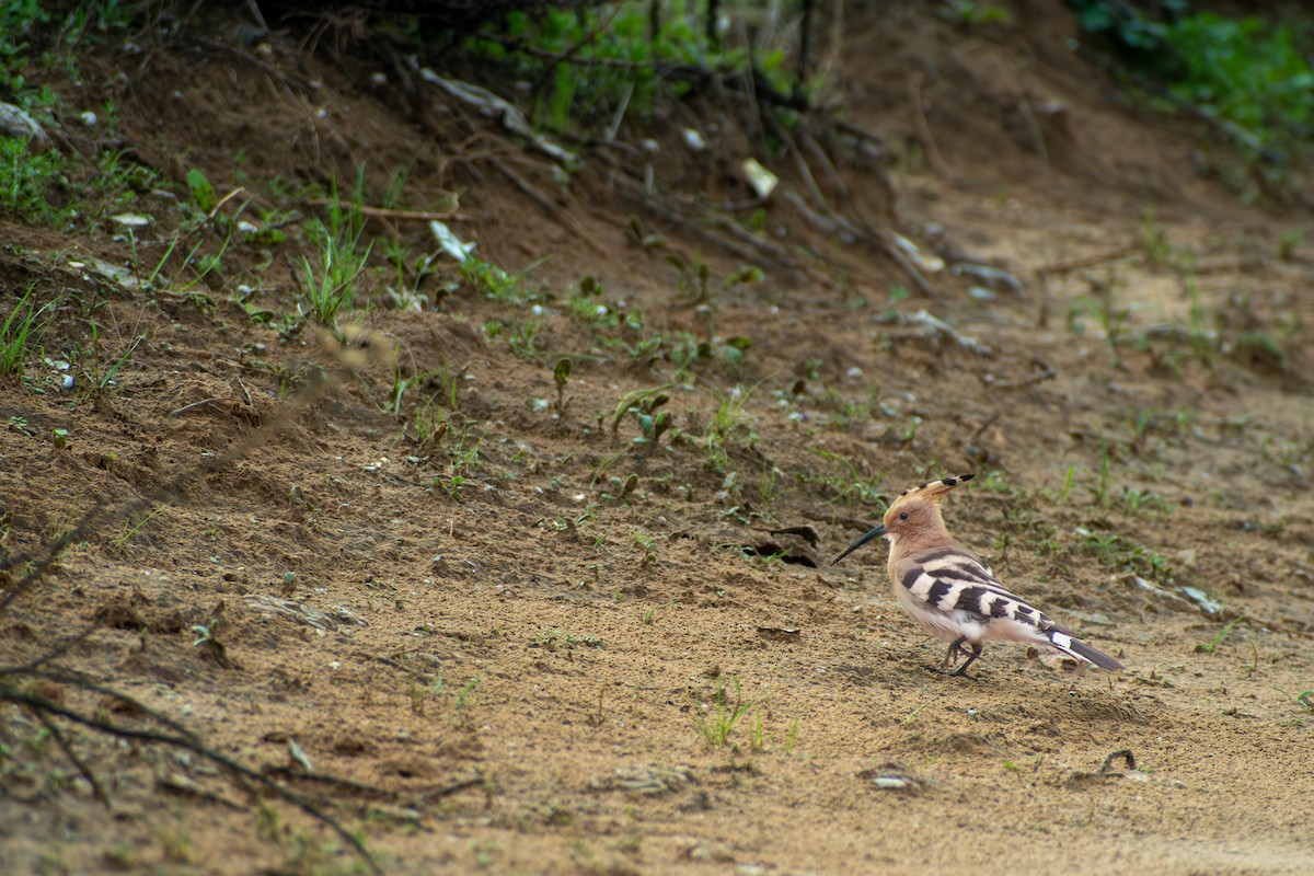 Common Hoopoe (Eurasian) - ML647088625