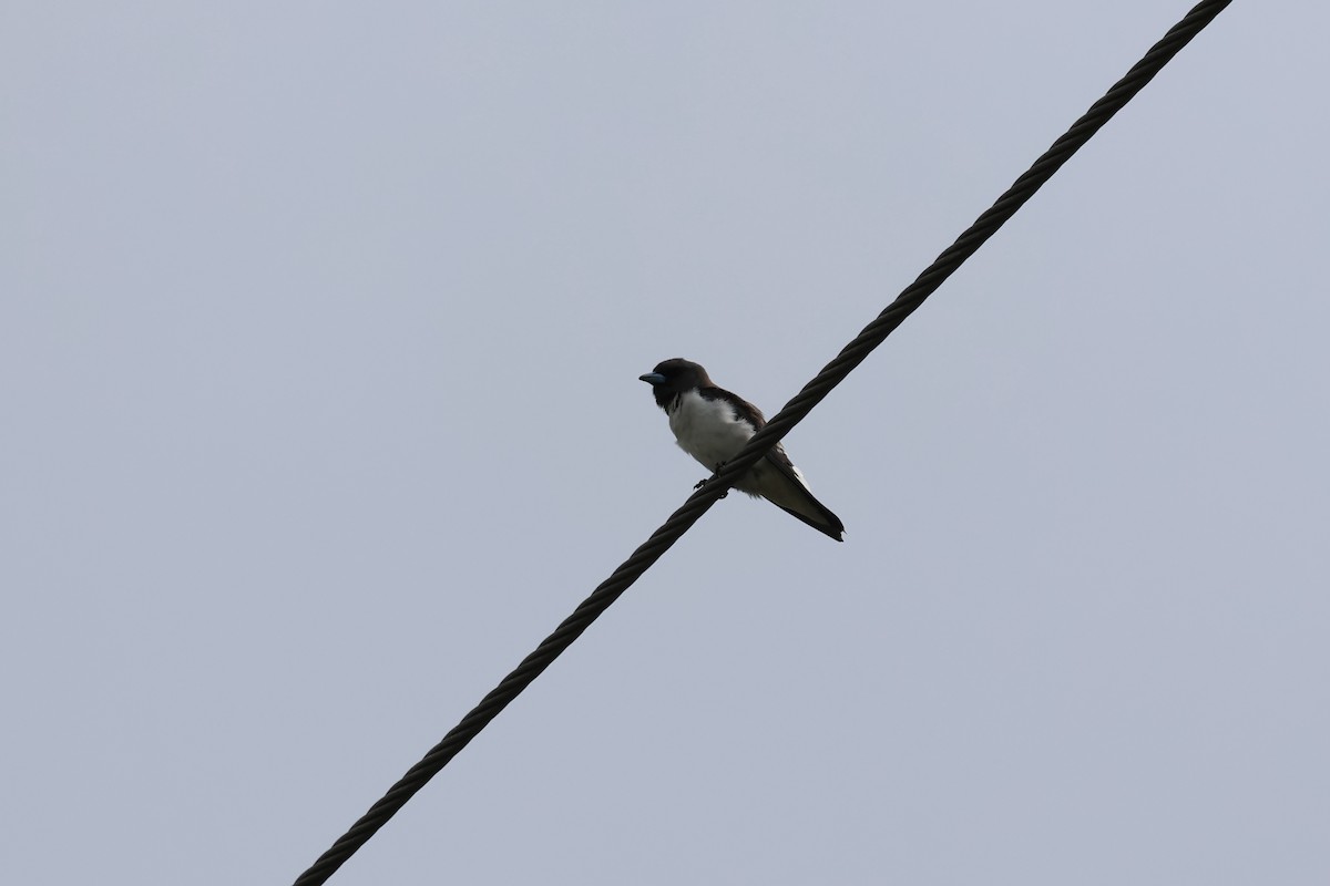 White-breasted Woodswallow - ML647088630