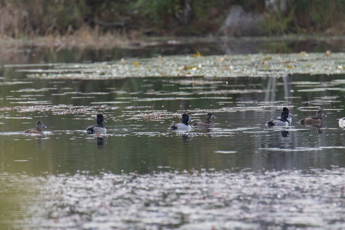 polák proužkozobý - ML647088631