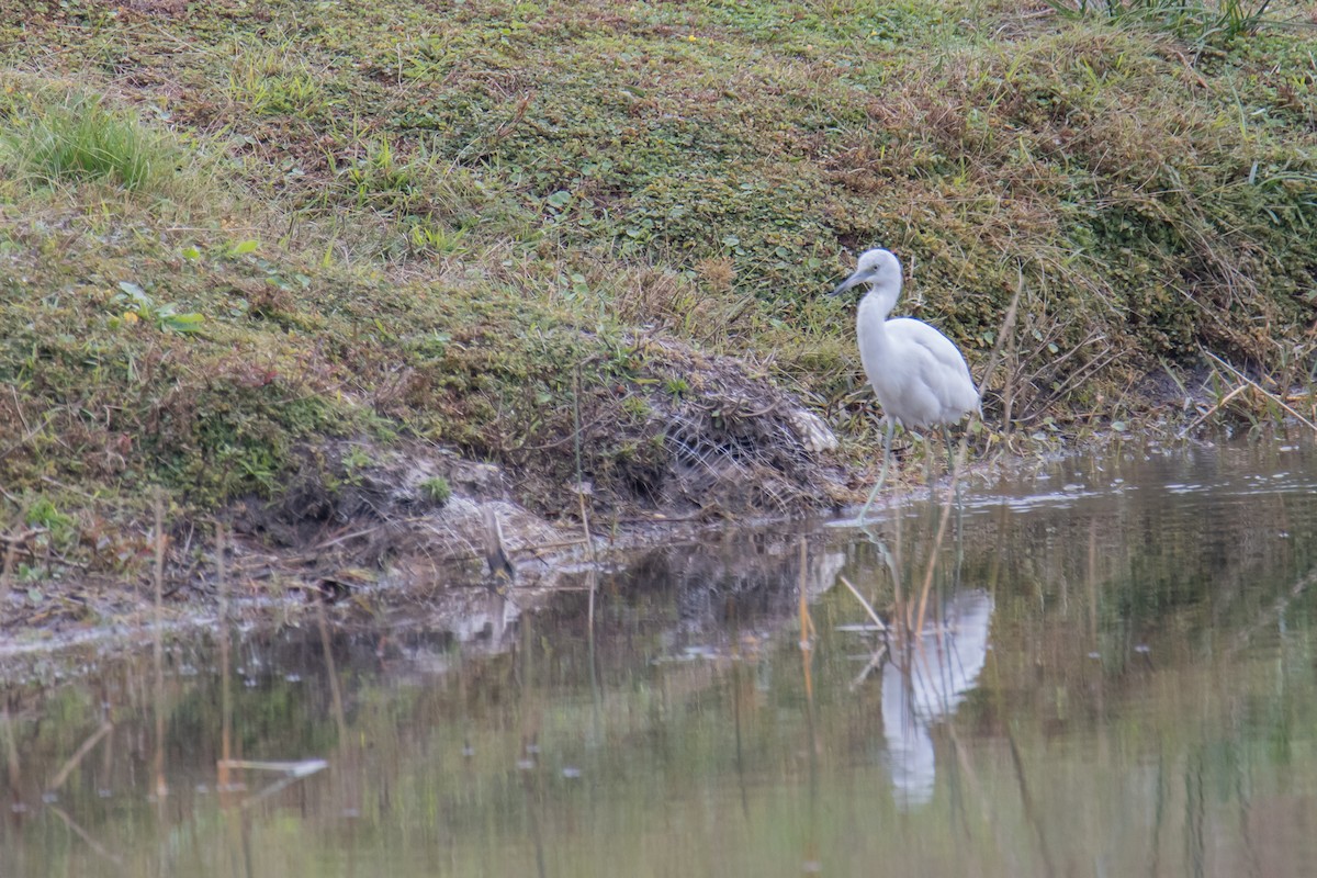 volavka modrošedá - ML647088649