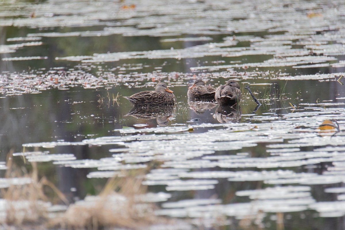 kachna divoká - ML647088653