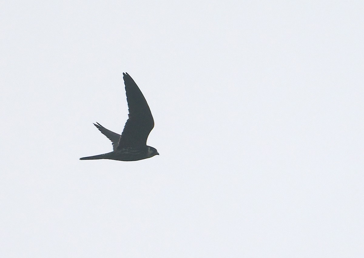 Eurasian Hobby - ML647088655