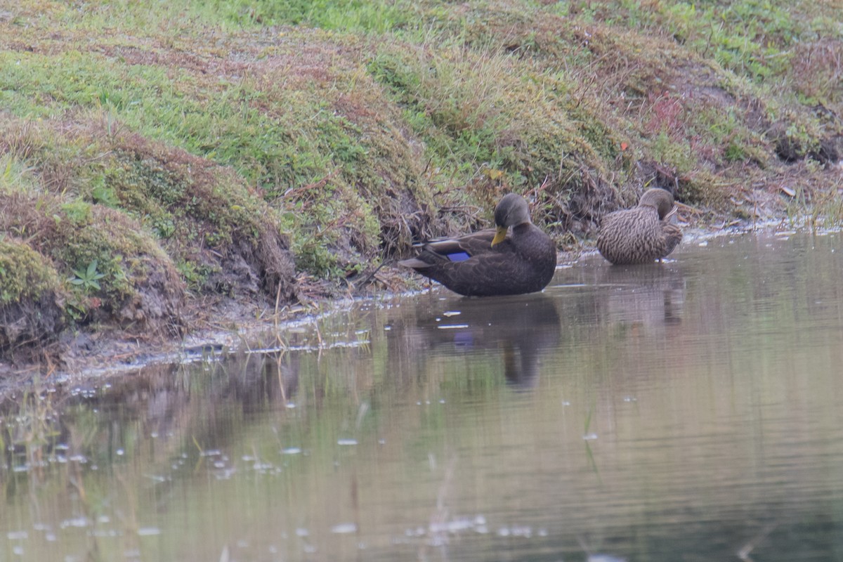 Американская кряква - ML647088656