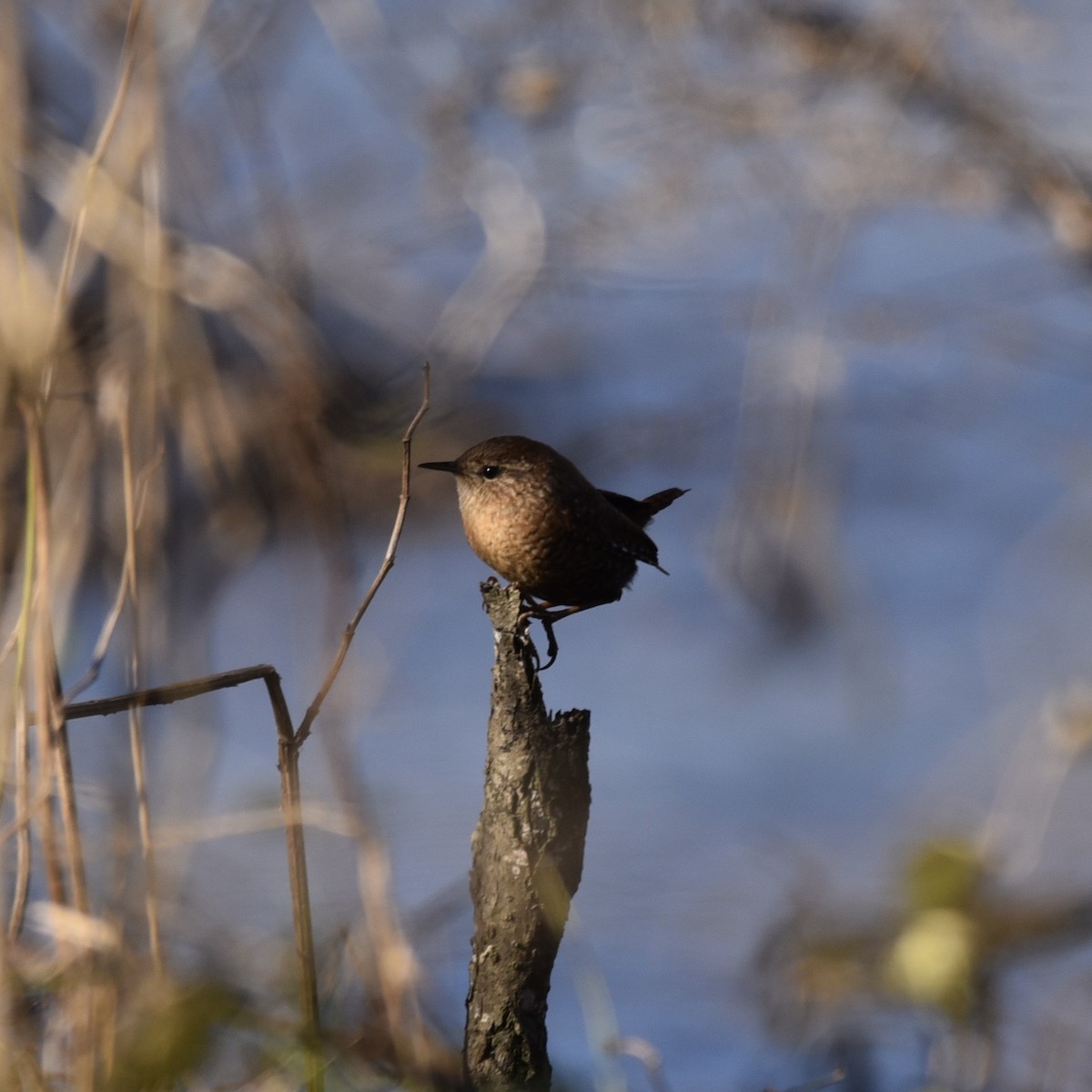 Winter Wren - ML647088661