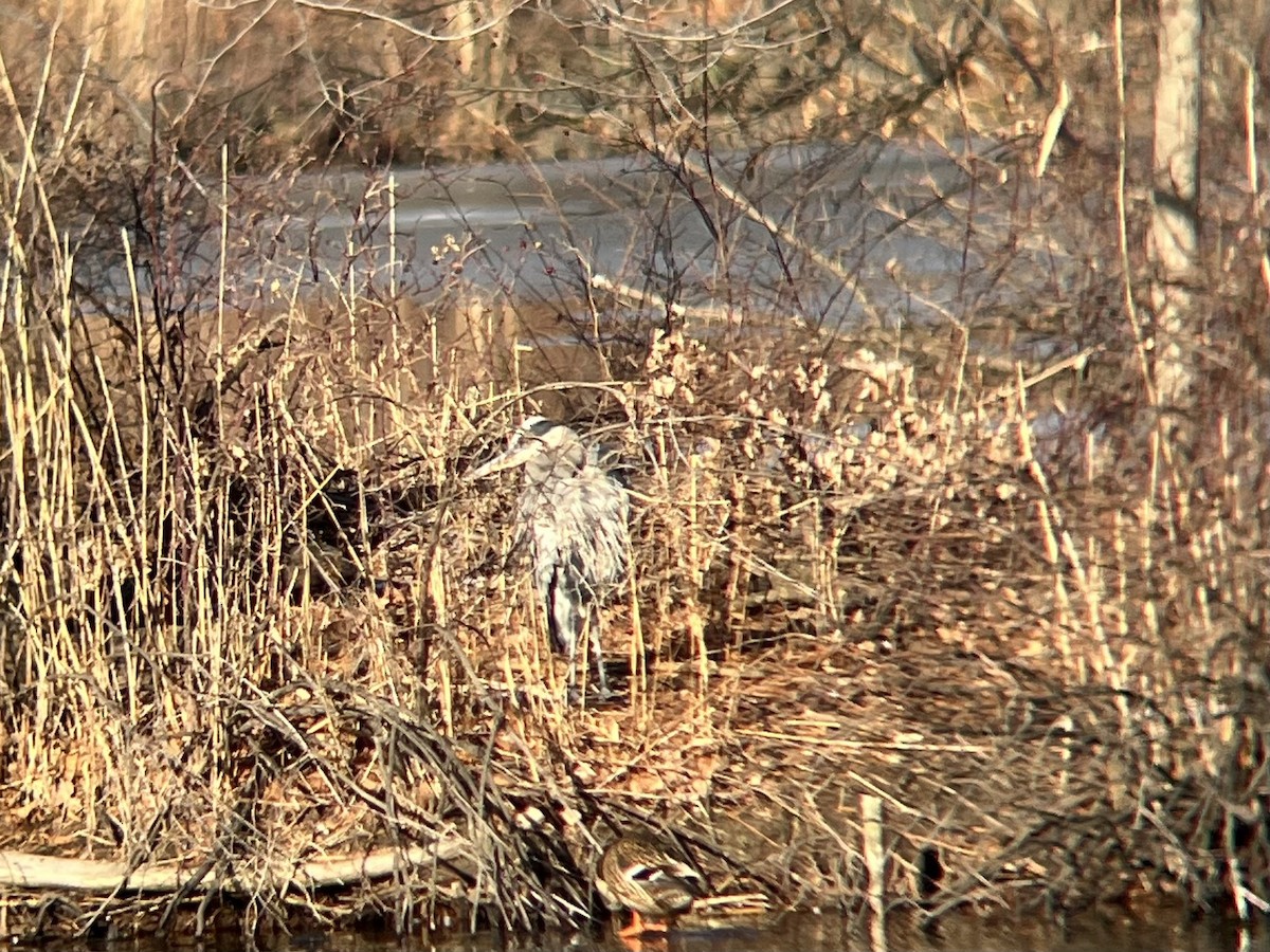 Great Blue Heron - ML647088670