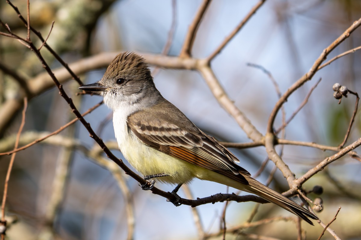 Kalifornienschopftyrann - ML647088679