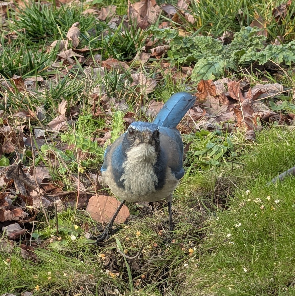 California Scrub-Jay - ML647088682