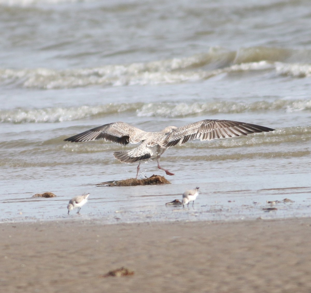 чайка sp. - ML647088685