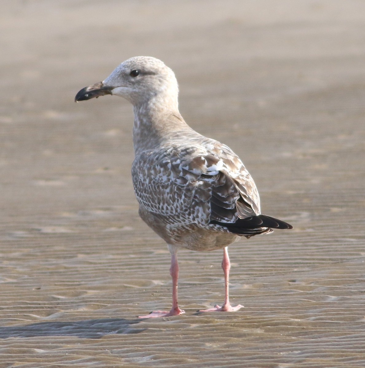 чайка sp. - ML647088686