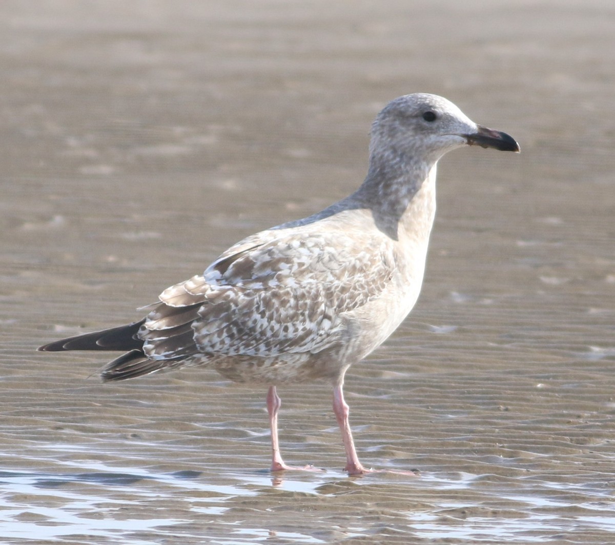 чайка sp. - ML647088687