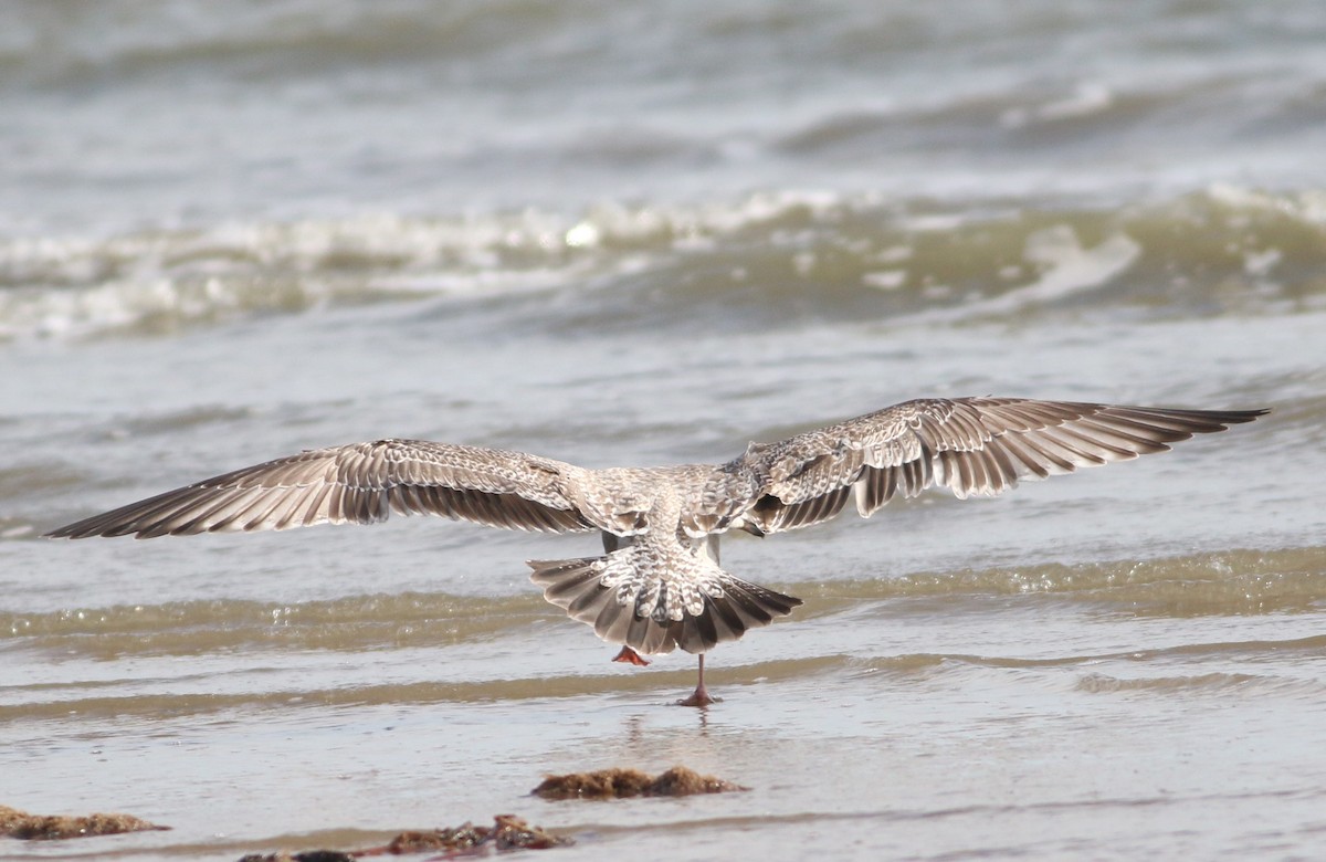 чайка sp. - ML647088688