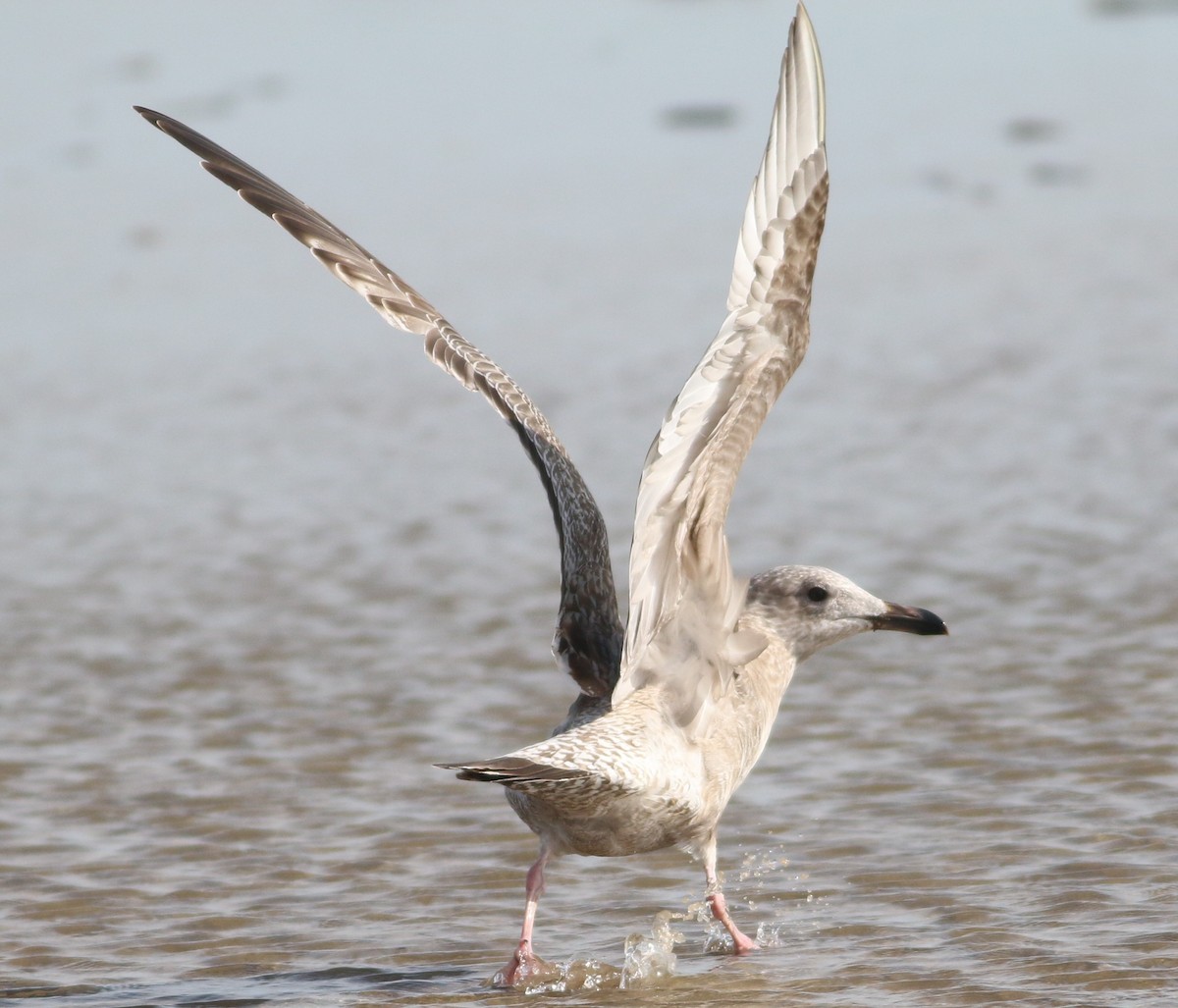 чайка sp. - ML647088689