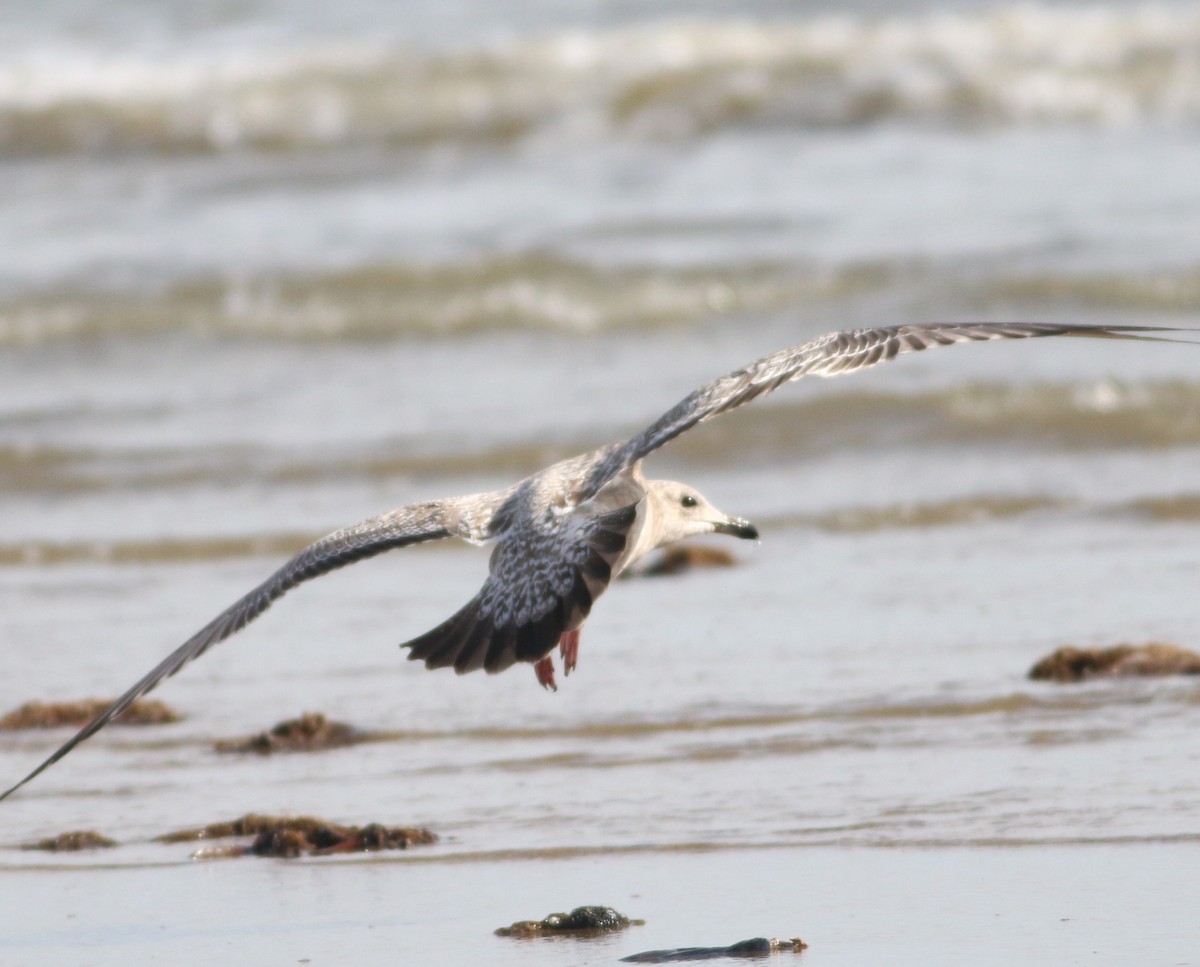 чайка sp. - ML647088690