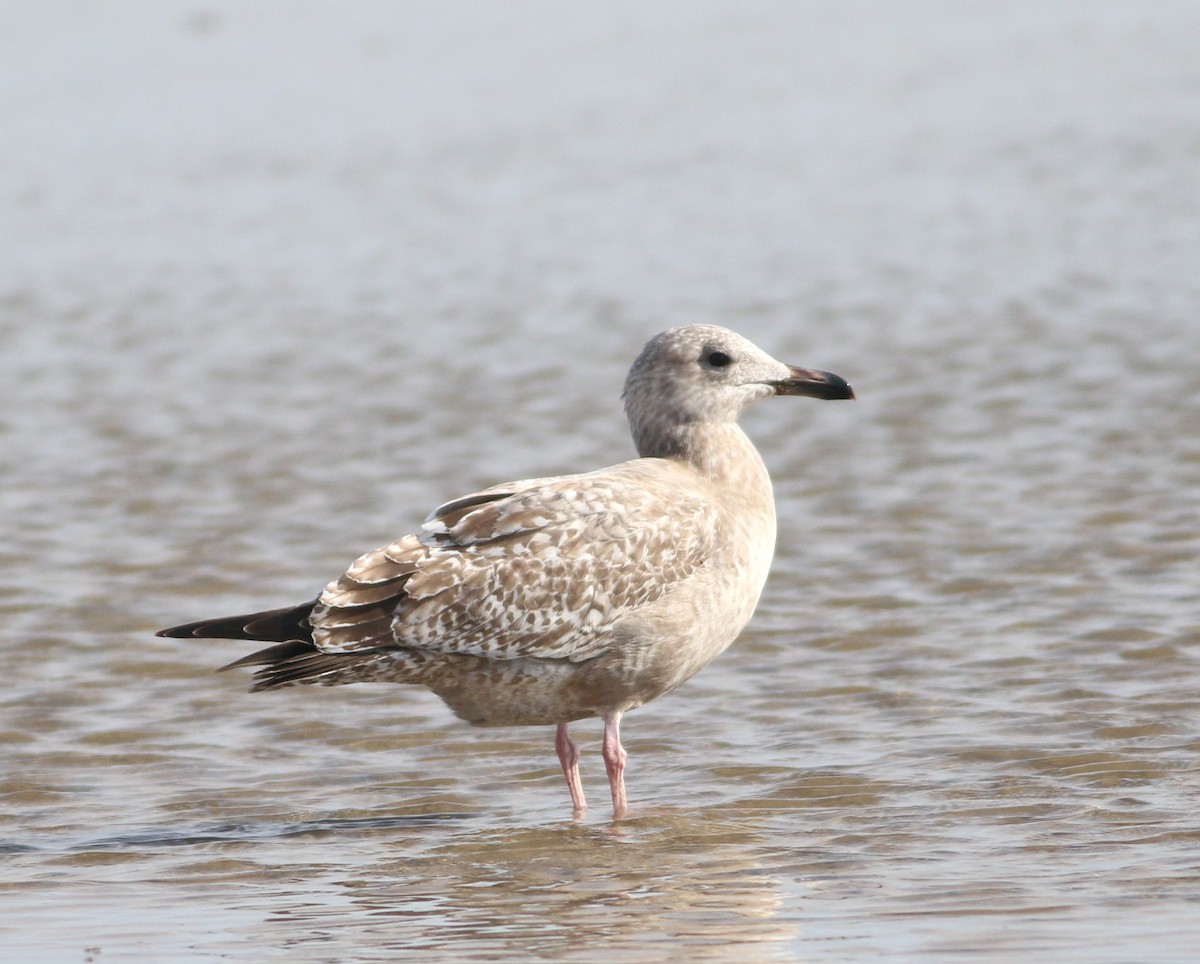 чайка sp. - ML647088691