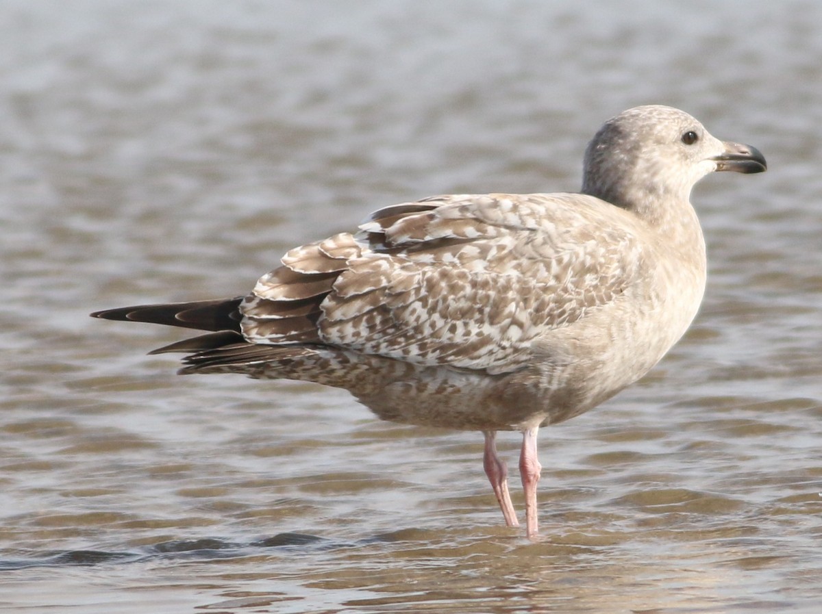 чайка sp. - ML647088692