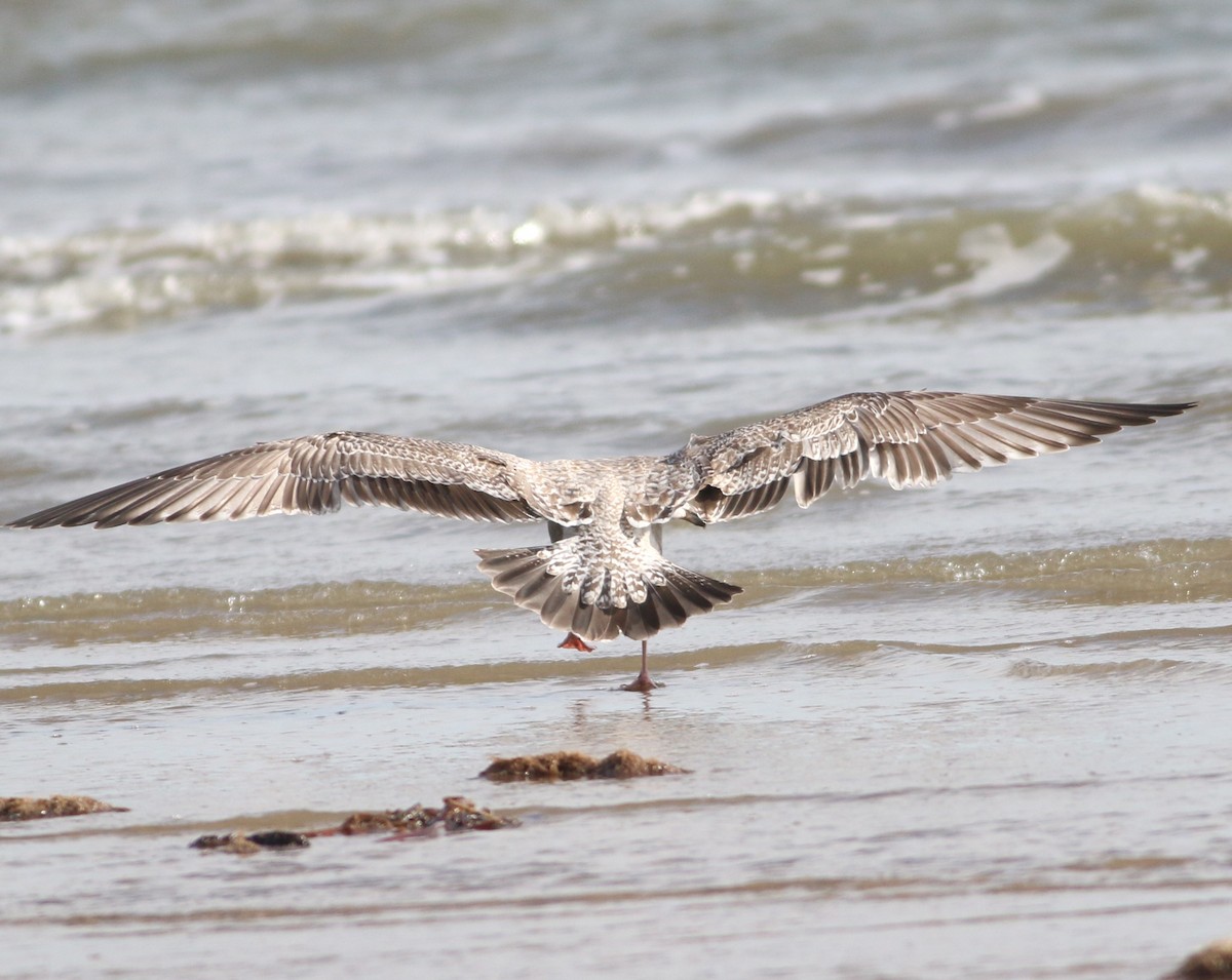 чайка sp. - ML647088693