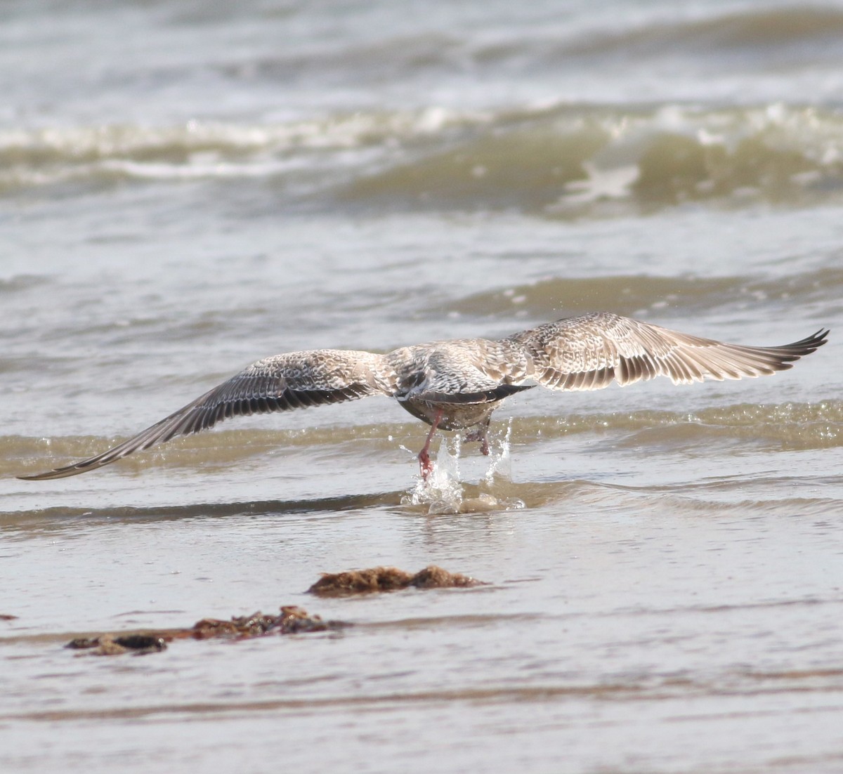 чайка sp. - ML647088694