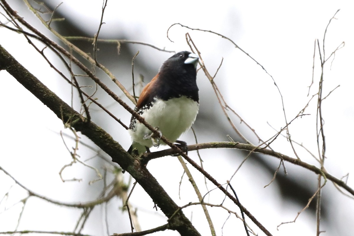 Glanzelsterchen (nigriceps/woltersi) - ML647088707