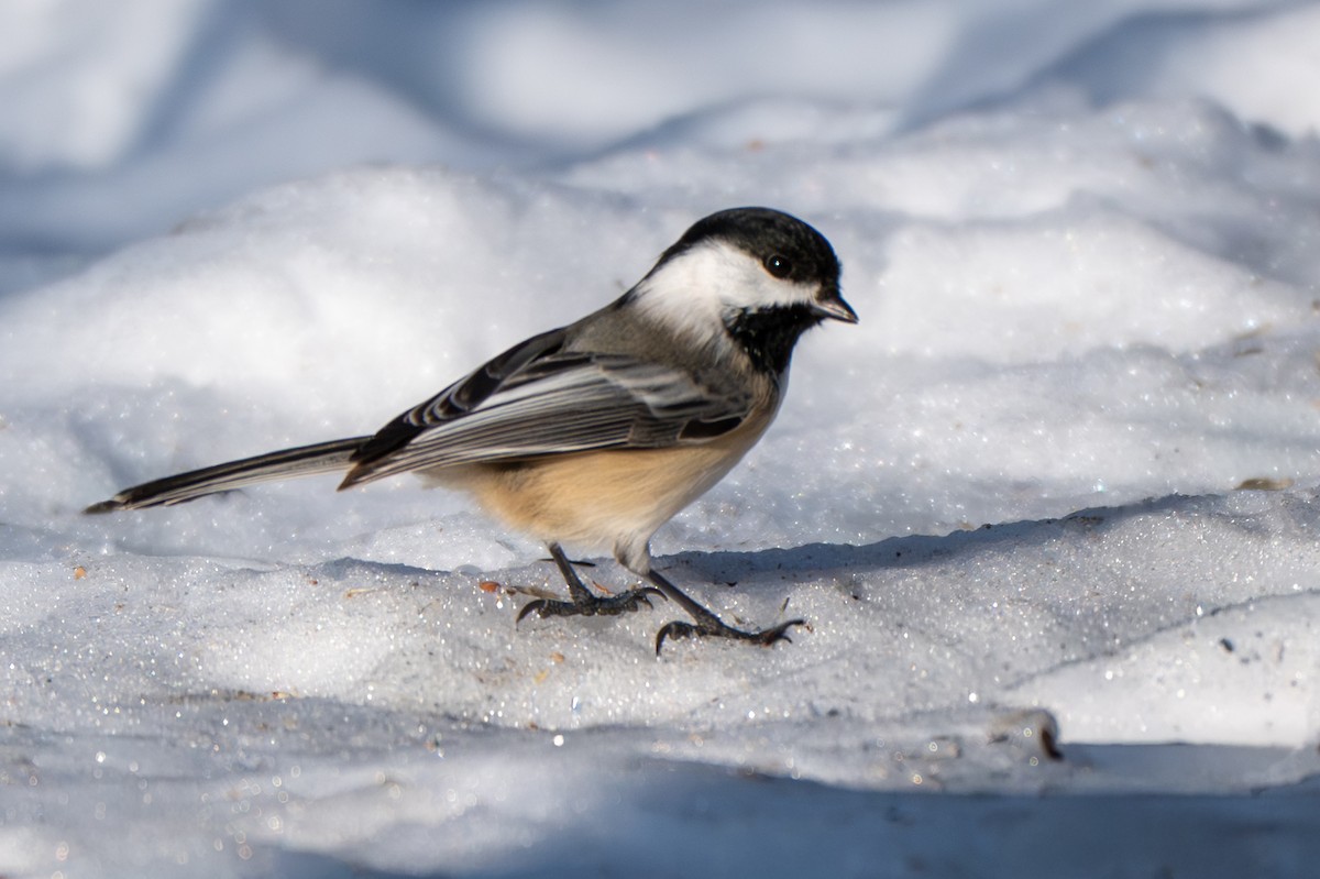 Black-capped Chickadee - ML647088710