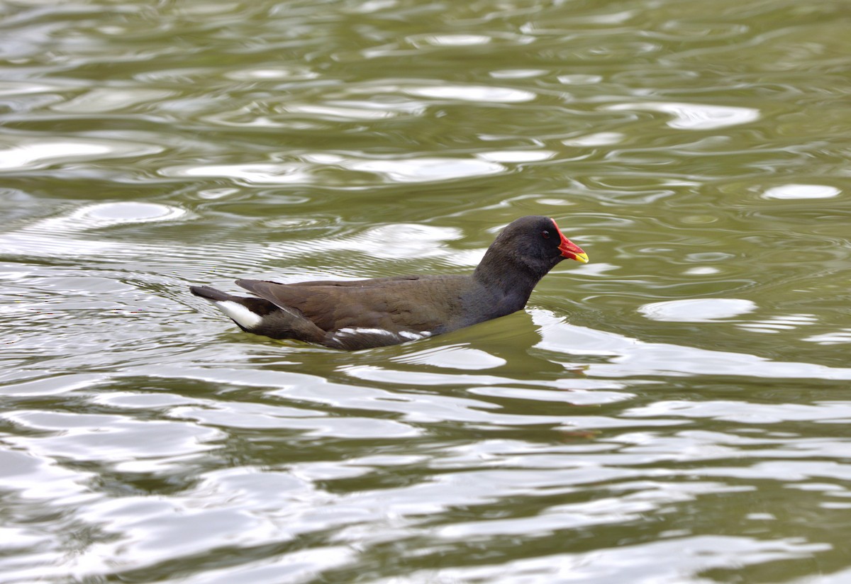 Eurasian Moorhen - ML647088747