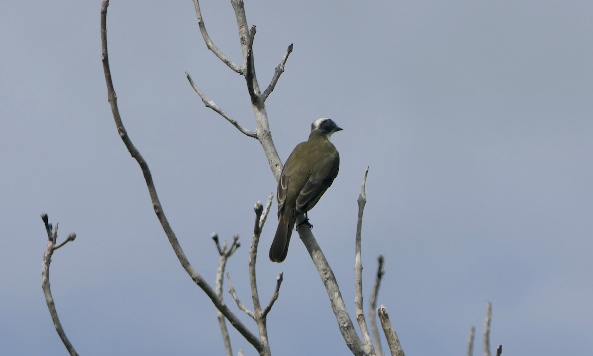 Social Flycatcher - ML647088748