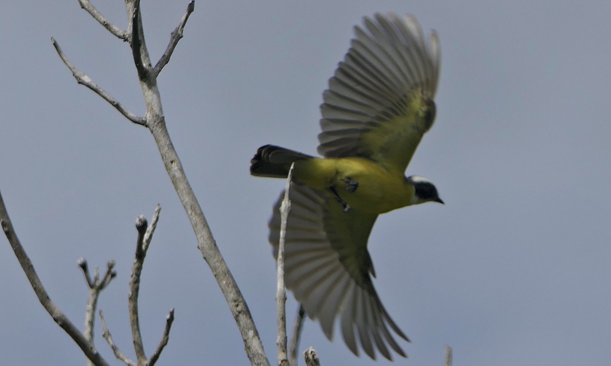 Social Flycatcher - ML647088750