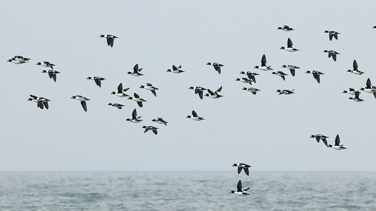 Barrow's Goldeneye - ML647088772