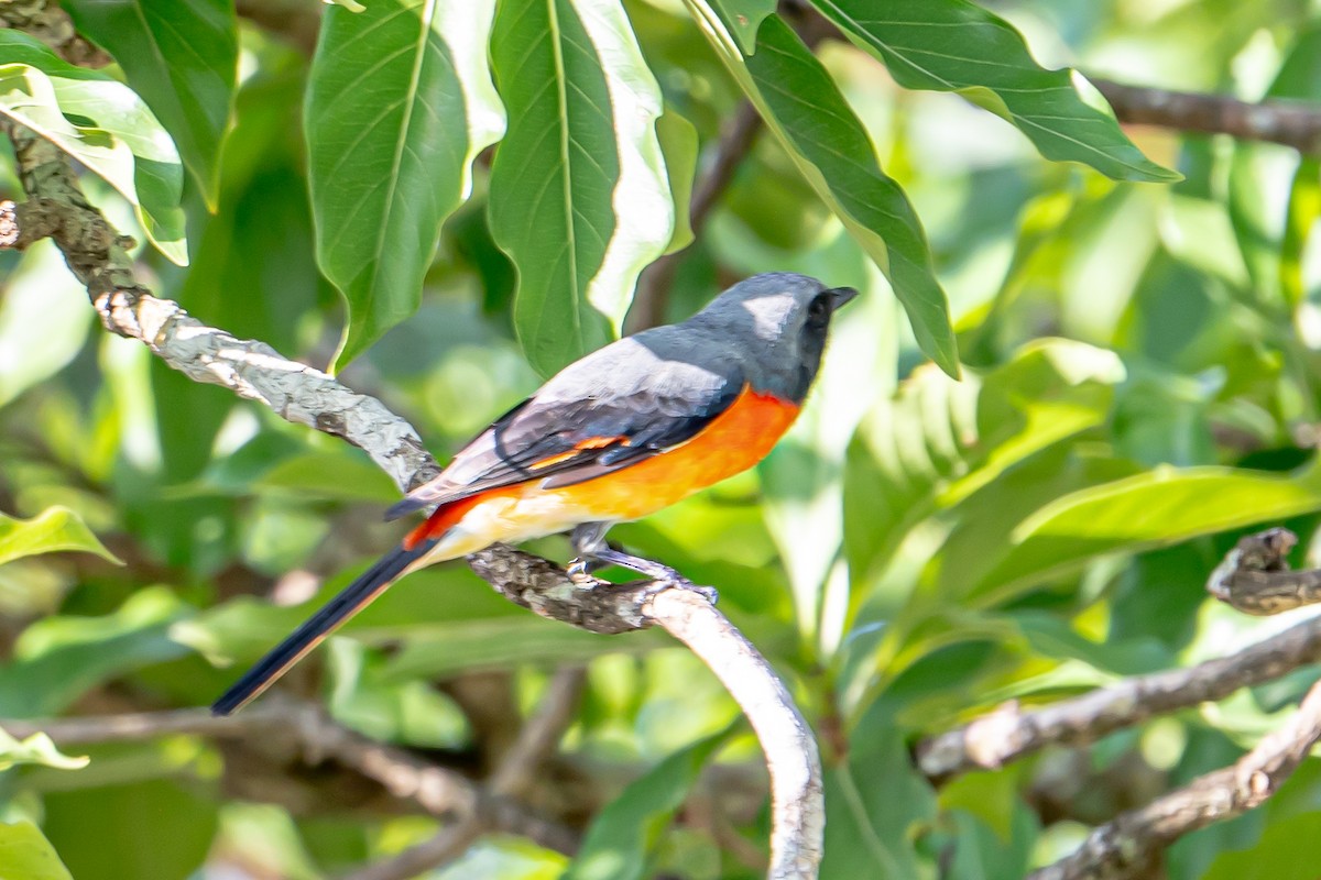 Zwergmennigvogel - ML647088774