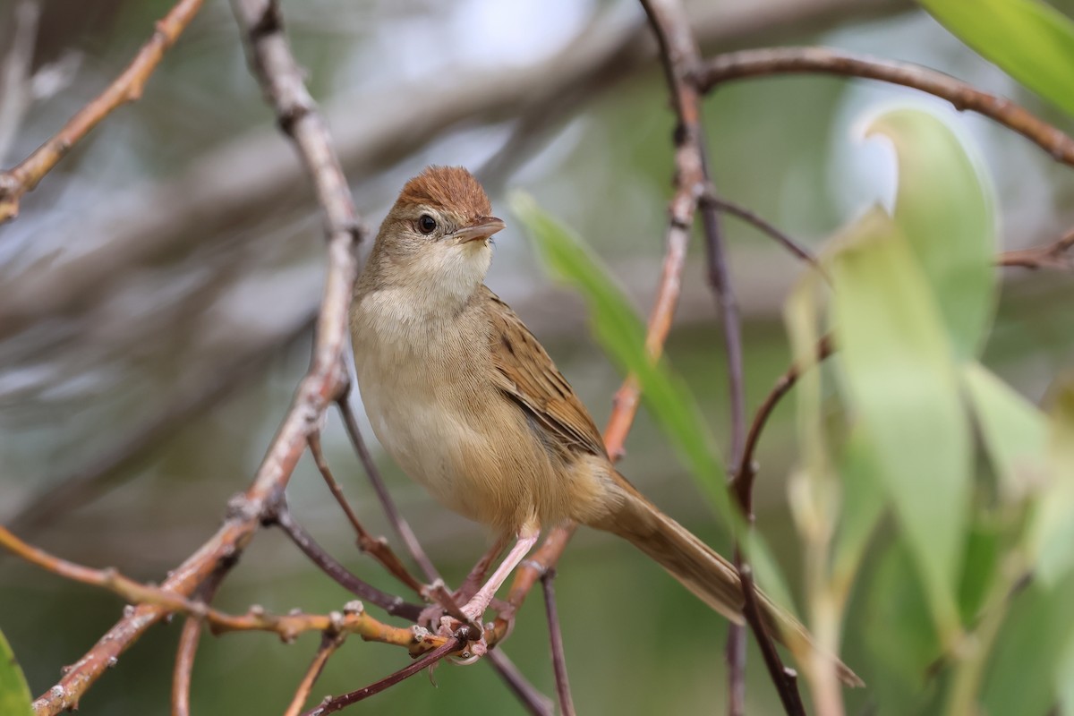 Матата руда - ML647088776