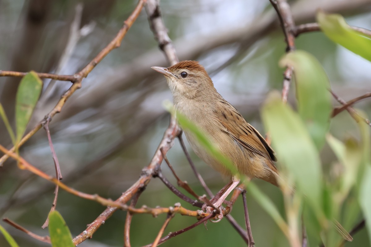 Матата руда - ML647088777