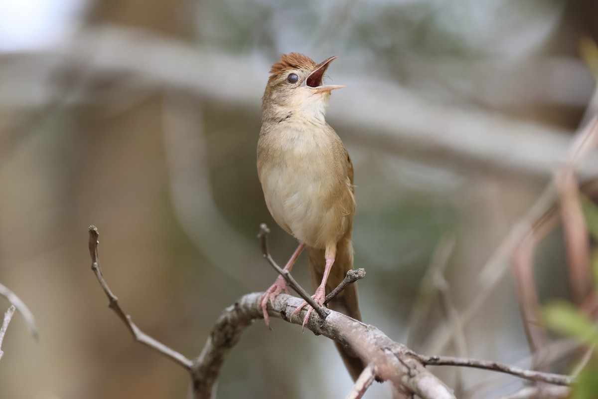 Матата руда - ML647088778