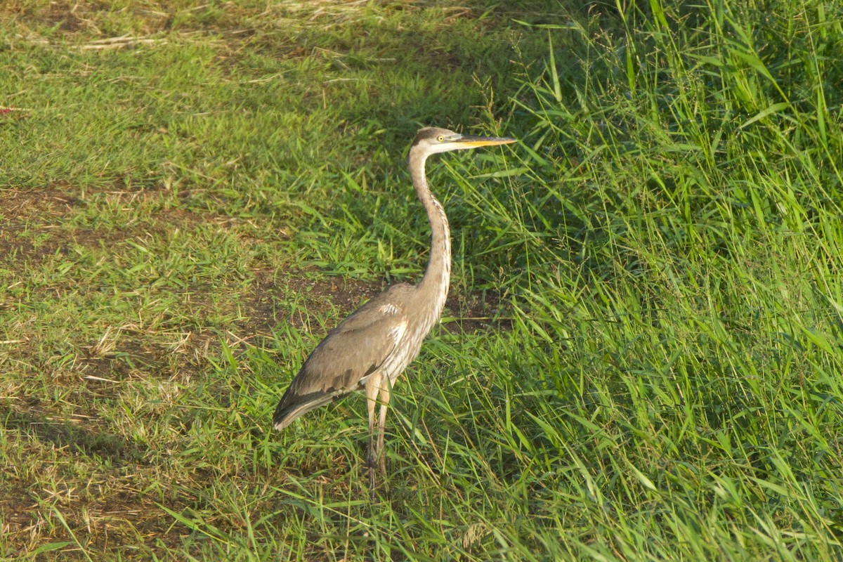 Great Blue Heron - ML647088792