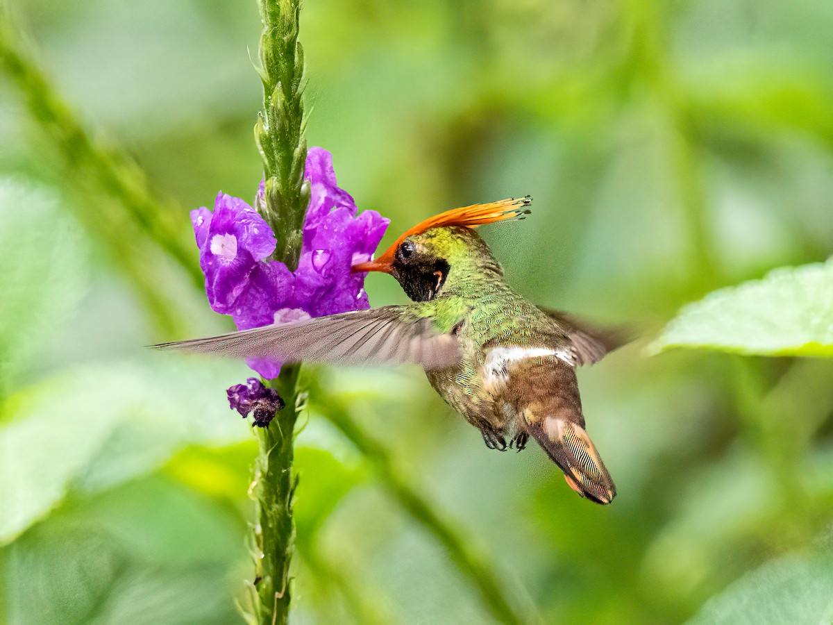 チャカザリハチドリ - ML647088793