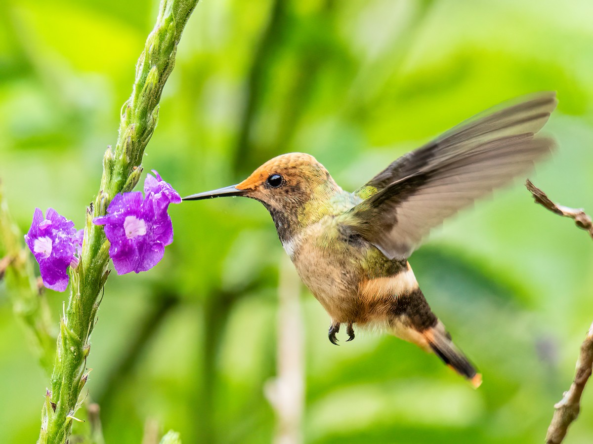 チャカザリハチドリ - ML647088794