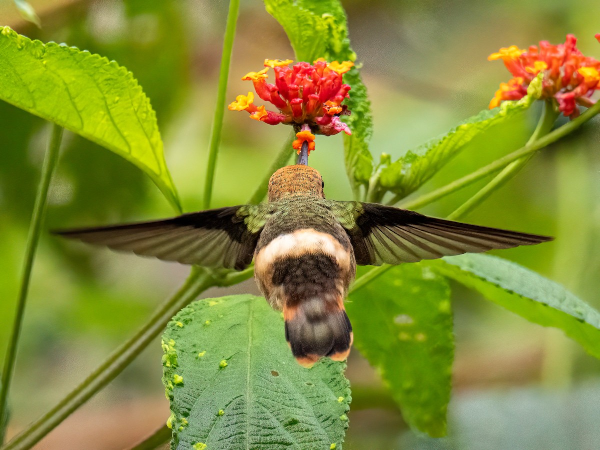 チャカザリハチドリ - ML647088795