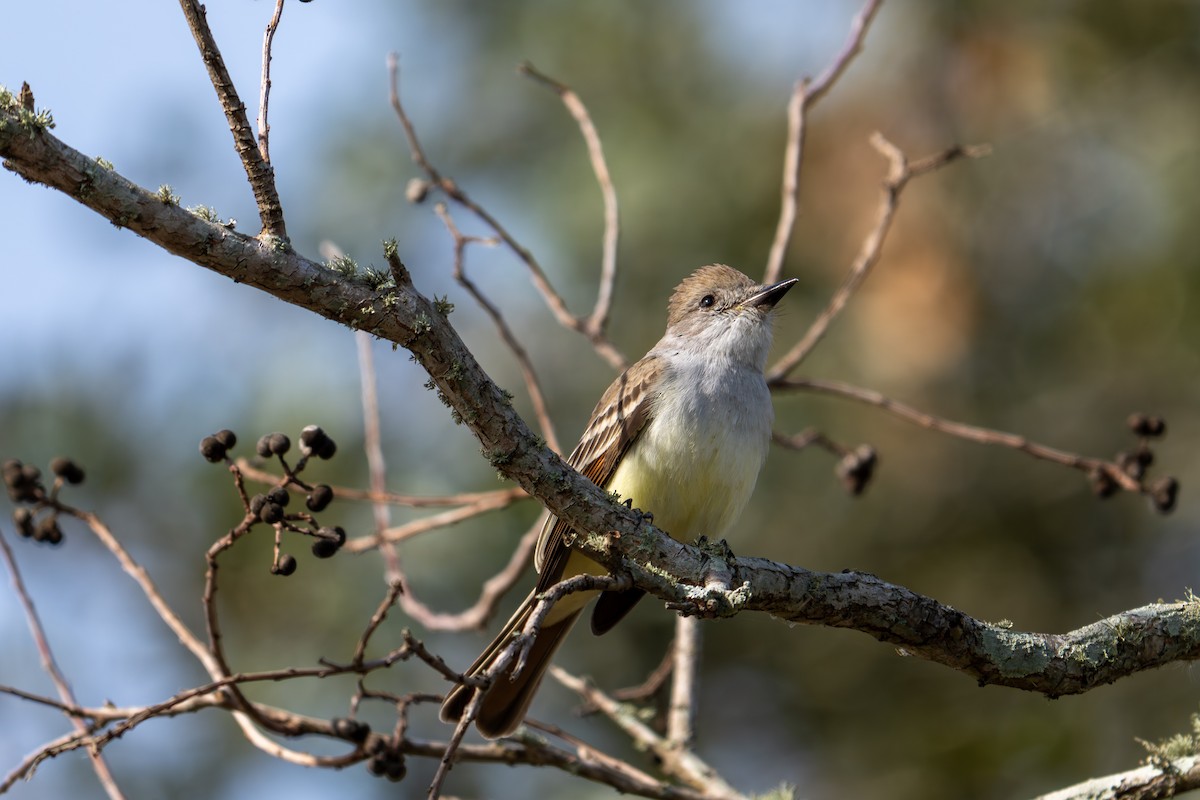 Kalifornienschopftyrann - ML647088800