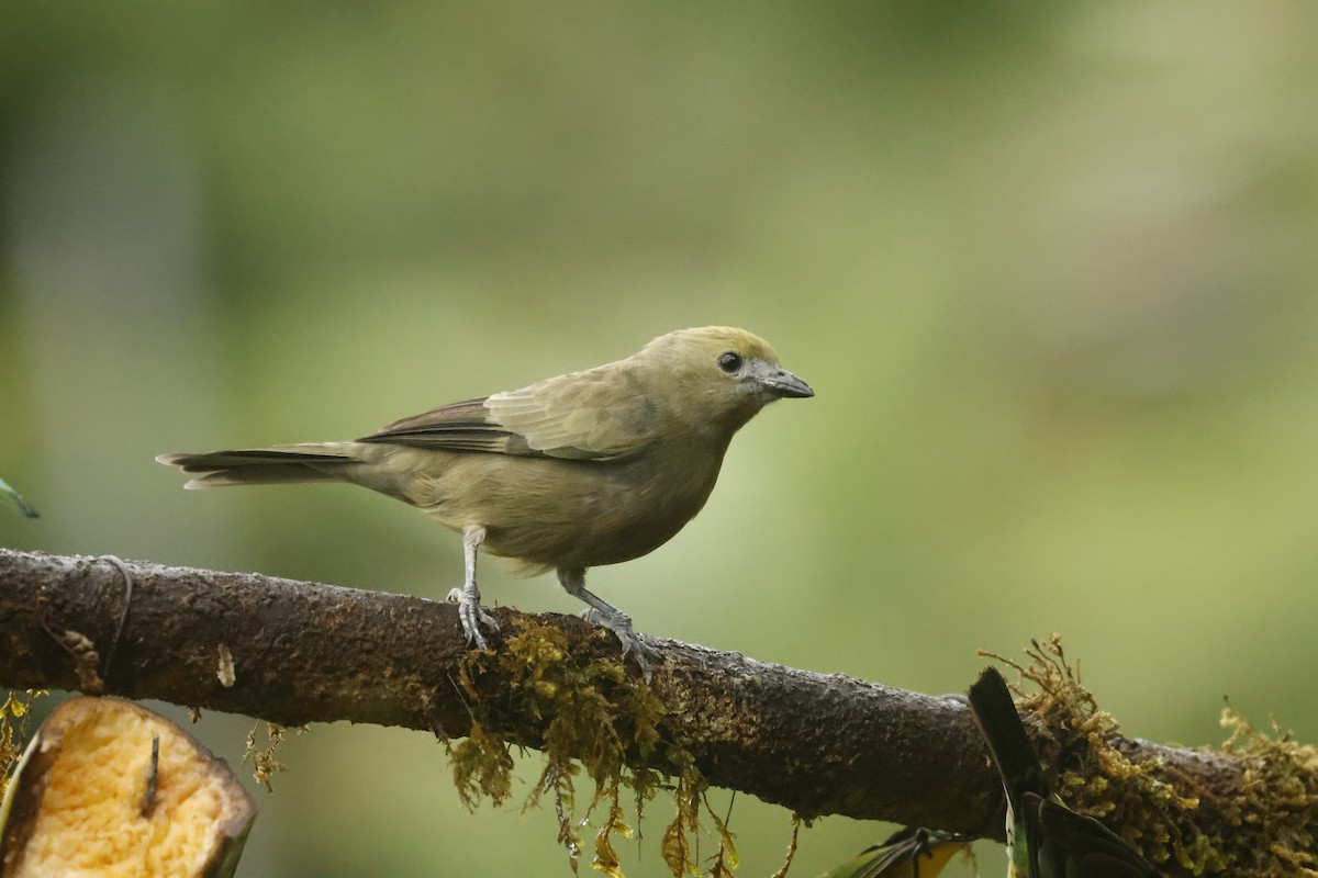 ヤシフウキンチョウ - ML647088801