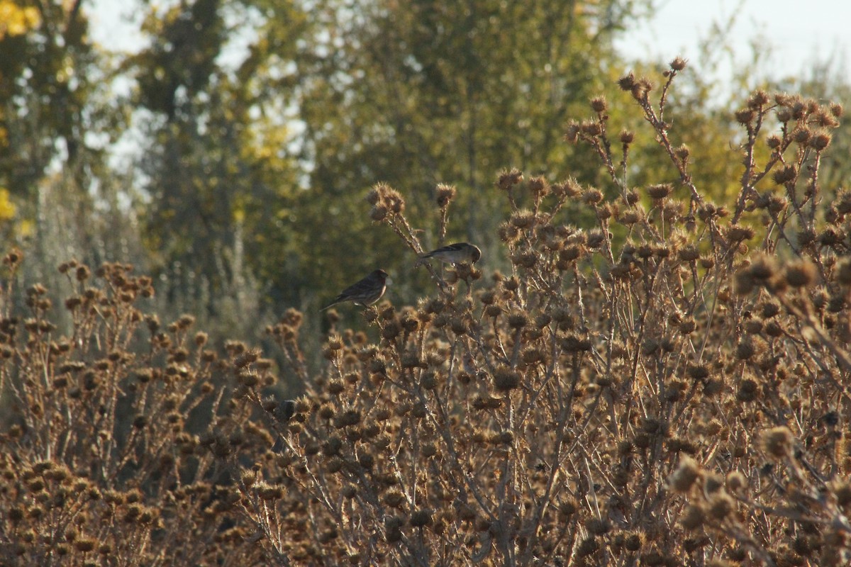 Goldzeisig - ML647088808