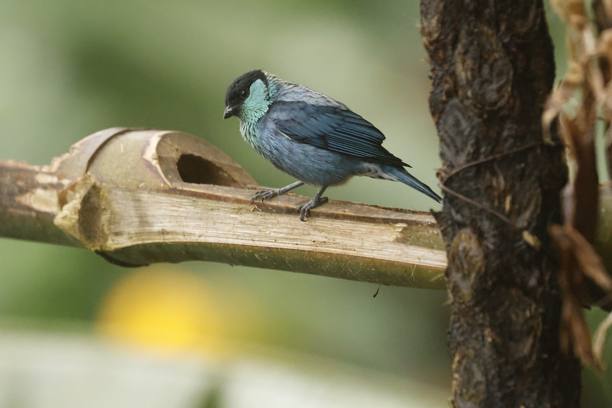 ズグロアオフウキンチョウ - ML647088811