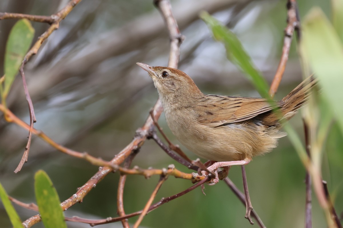 Матата руда - ML647088813