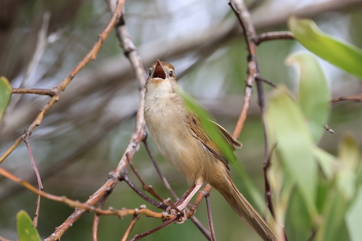 Матата руда - ML647088814