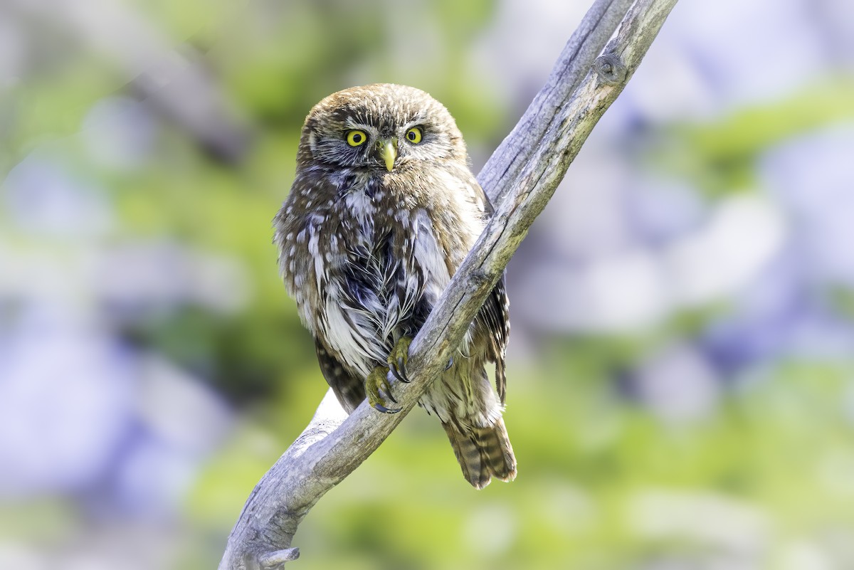 Austral Pygmy-Owl - ML647088815