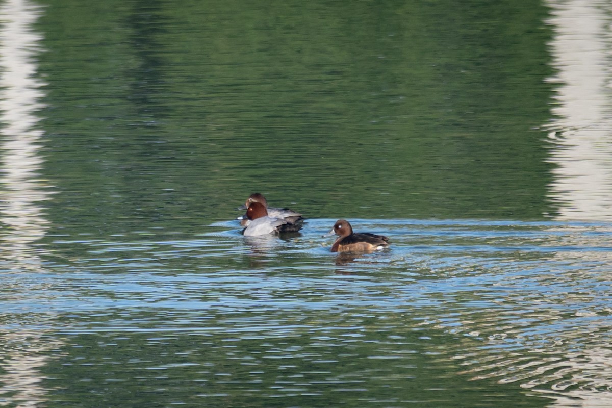 Ferruginous Duck - ML647088821