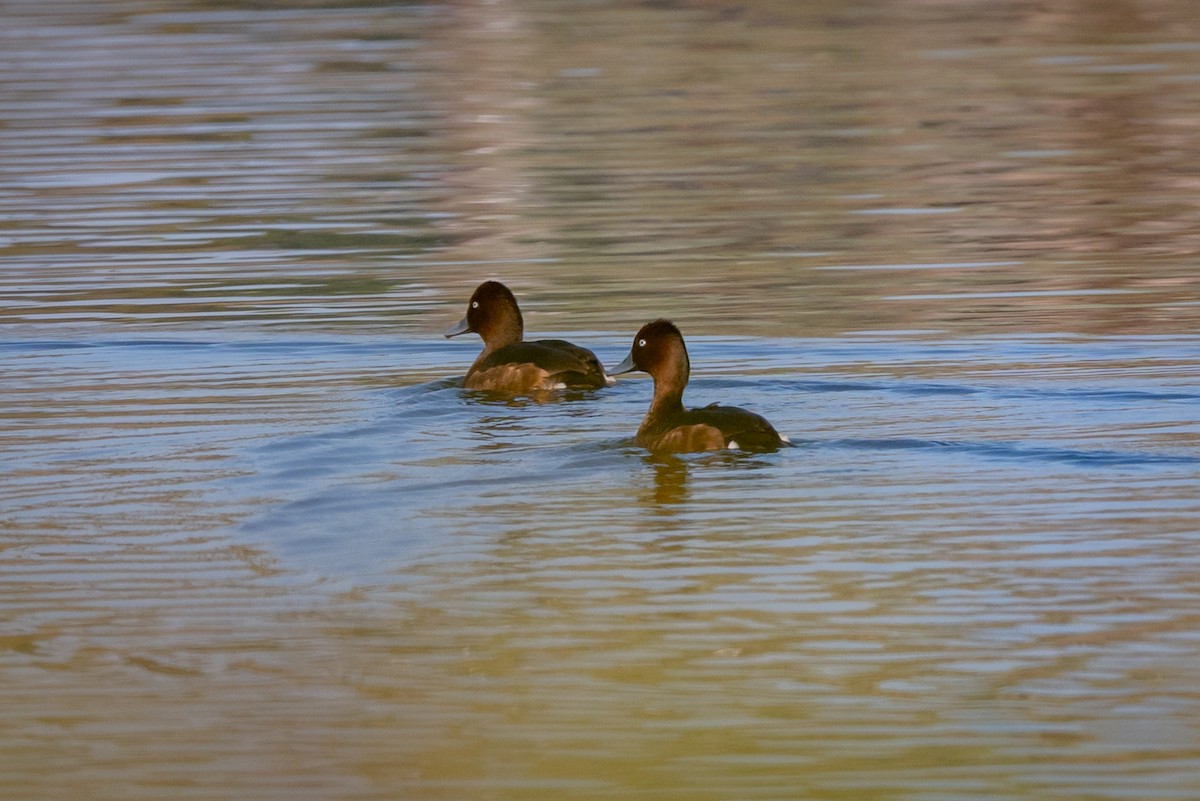 Ferruginous Duck - ML647088822