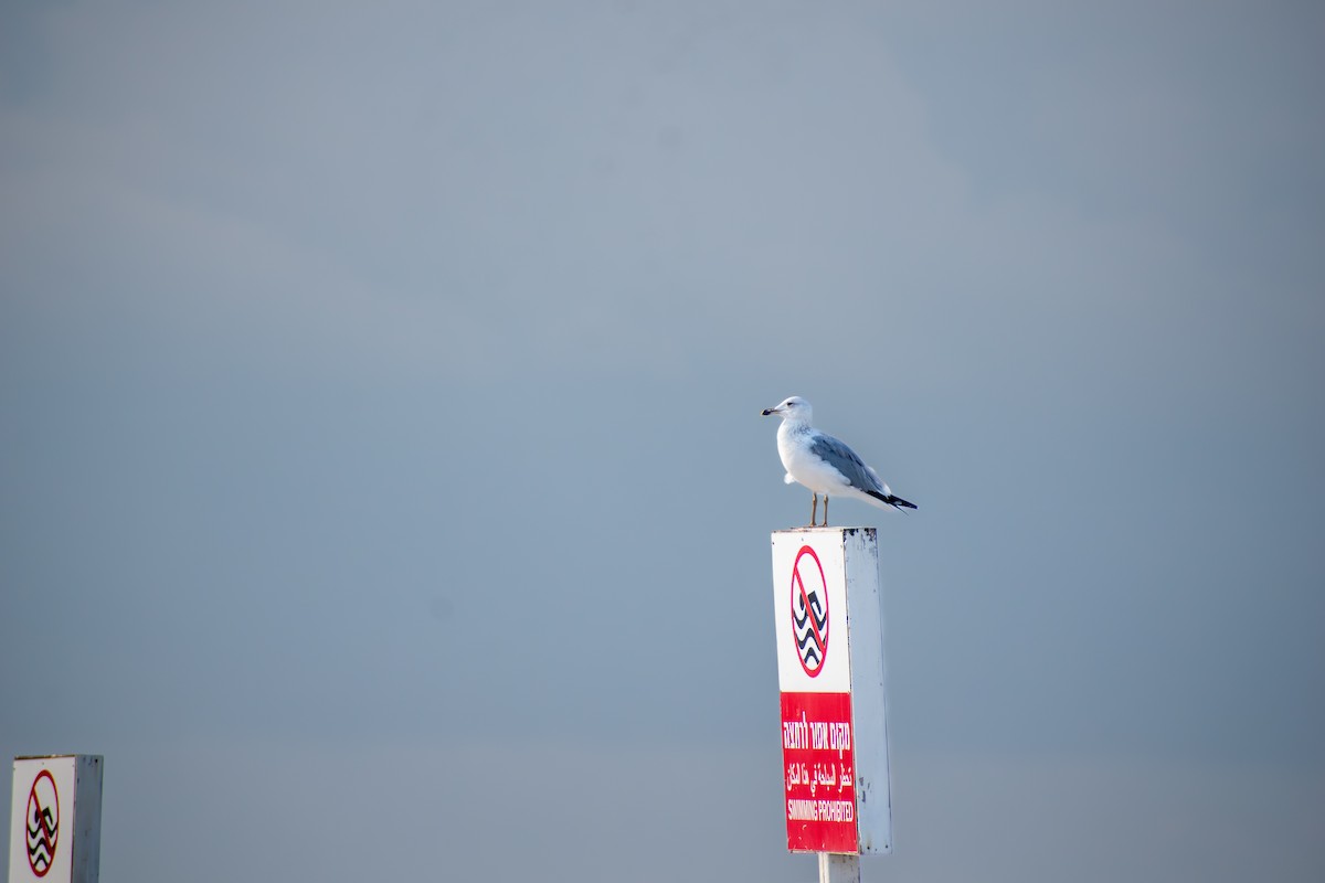 Armenienmöwe - ML647088829